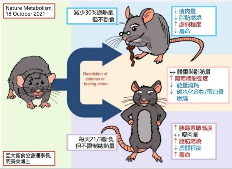 間歇性斷食 vs 卡路里限制