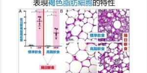 《斷食提升脂肪細胞的燃燒效率》