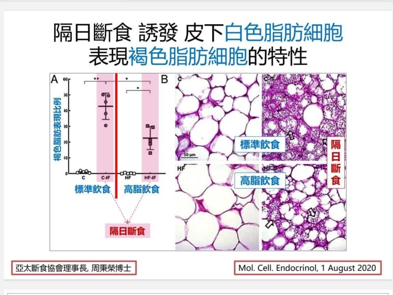 《斷食提升脂肪細胞的燃燒效率》